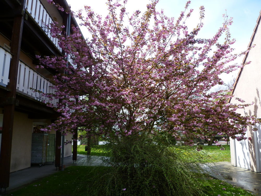 Hotel & Residence Bartenheim Exteriér fotografie